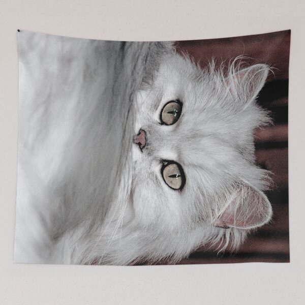Item preview, r2752/ 3 "  Choupette " avec le Studio Portable Okaio et 3 (bal) flahs Okaio  - Les Chats du temps de l'Argentique - Cats from the time of the film "  (h) Olavia-Olao Okaio Créations designed and sold by o.okaïo.