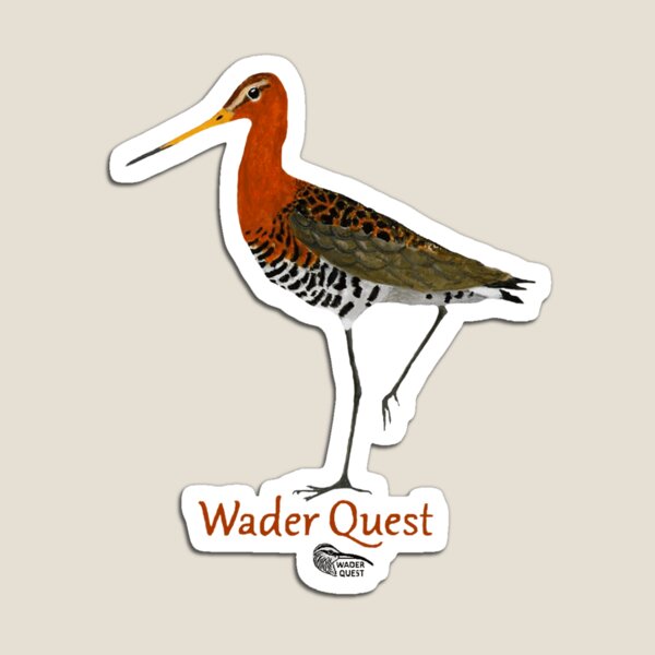 Black-tailed Godwit - Wader Quest Magnet