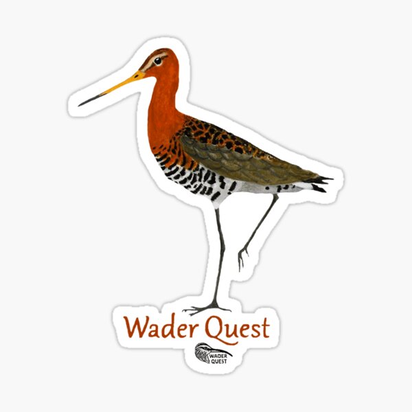 Black-tailed Godwit - Wader Quest Sticker