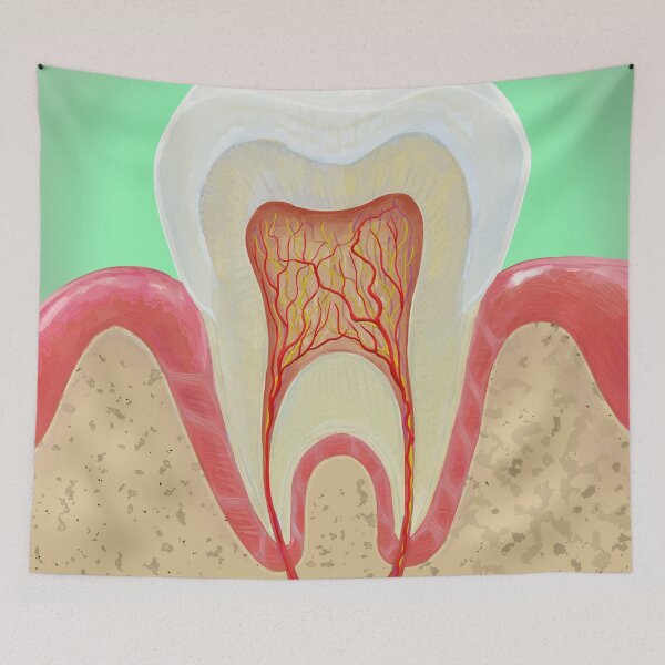 Item preview, Medical illustration Tooth Anatomy  designed and sold by Deathoftheself.