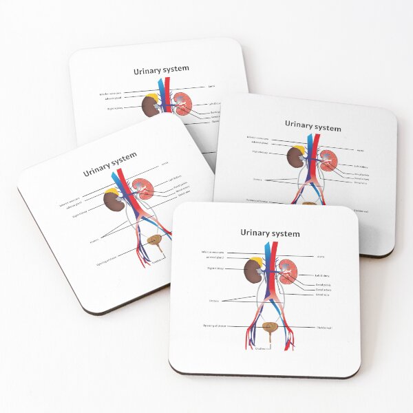 Item preview, Urinary system poster  |  educational poster for medical science  designed and sold by KARTICK DUTTA.