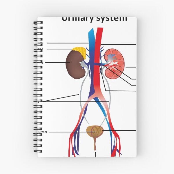 Item preview, Urinary system poster  |  educational poster for medical science  designed and sold by KARTICK DUTTA.