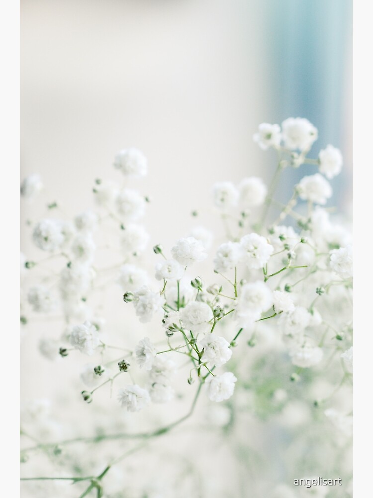 Gypsophila repens flowers dreamy.