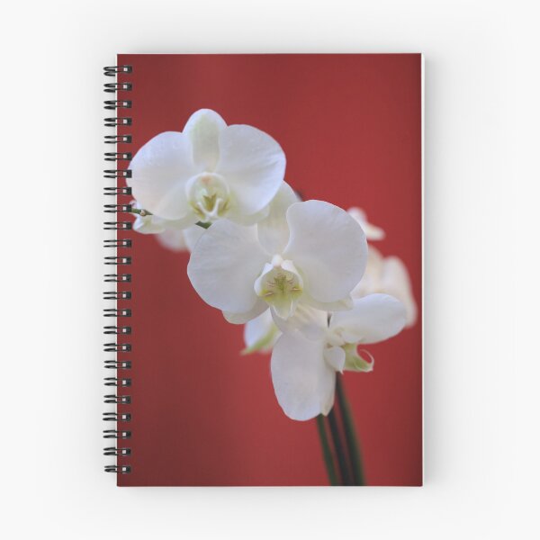 Item preview, White orchid symbol of innocent, parity.  designed and sold by KimhengFineArt.