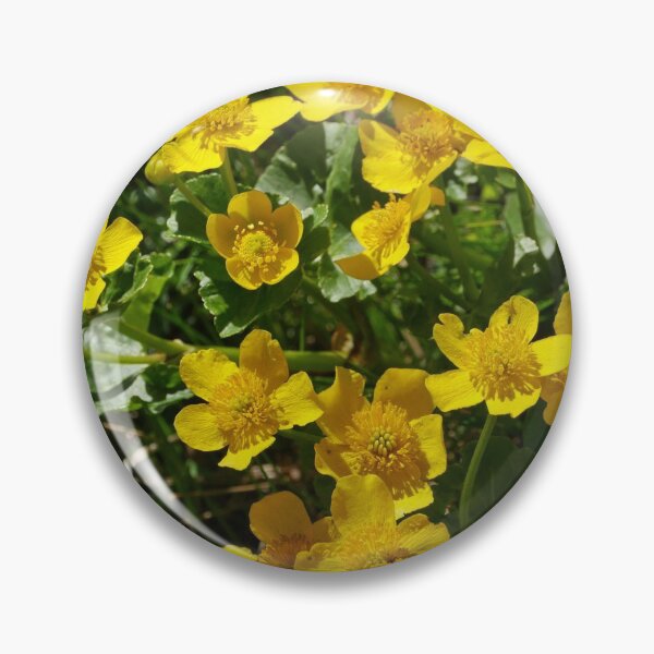 Item preview, spring primroses marsh marigold or caltha, close-up designed and sold by mrivserg.