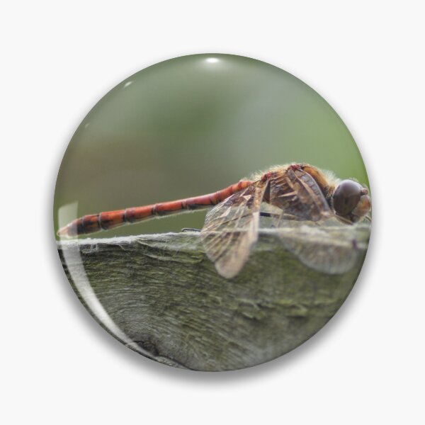 Item preview, Dragonfly at rest in Scotland designed and sold by Izzy83.