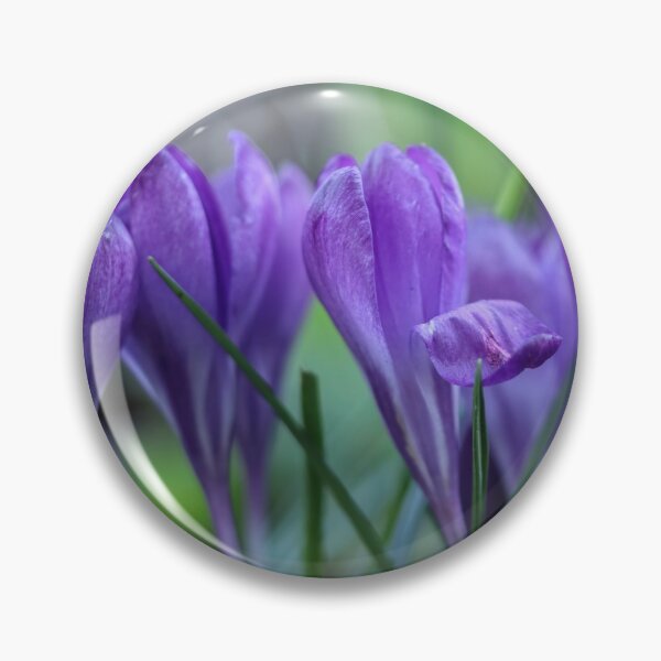 Item preview, Crocuses. designed and sold by John Ray.