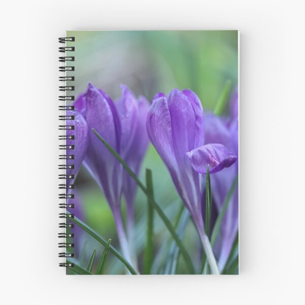 Item preview, Crocuses. designed and sold by John Ray.