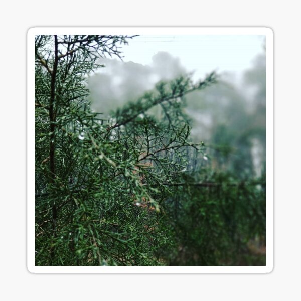 Rain on Evergreens Sticker