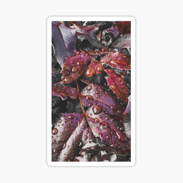 Moody Rain Kissed Leaves Sticker