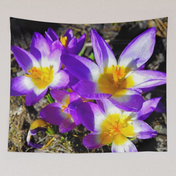 Item preview, Purple crocuses designed and sold by fowons.