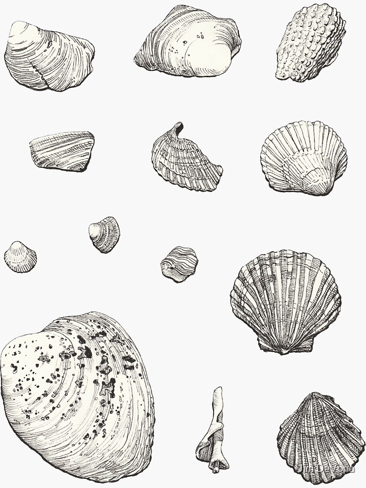 Seashell Drawings by anoved