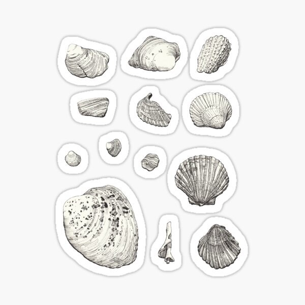 Seashell Drawings Sticker