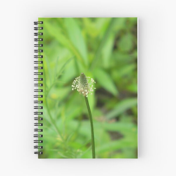 Item preview, Narrowleaf Plantain, Ribwort designed and sold by Navigator.