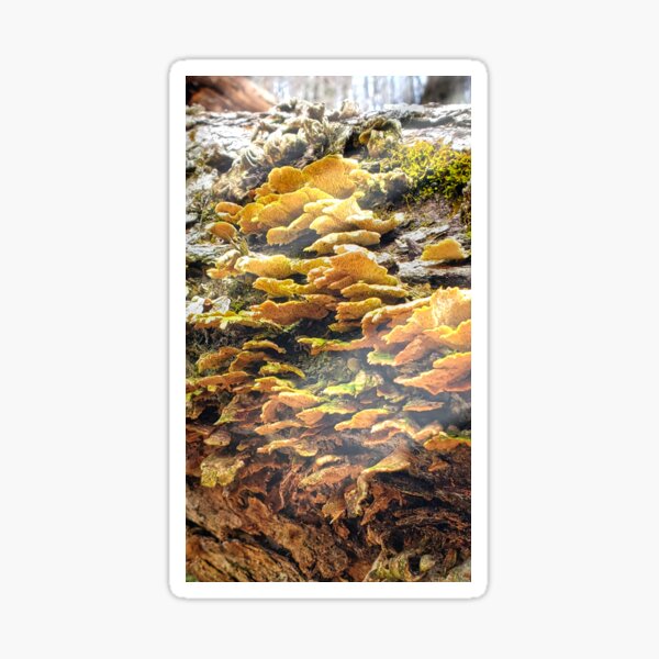 The Golden Beauty of Nature Sticker