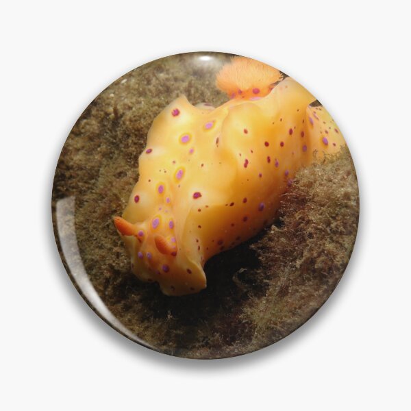 Aperçu de l'œuvre Nudibranch créée et vendue par Adnoartina.