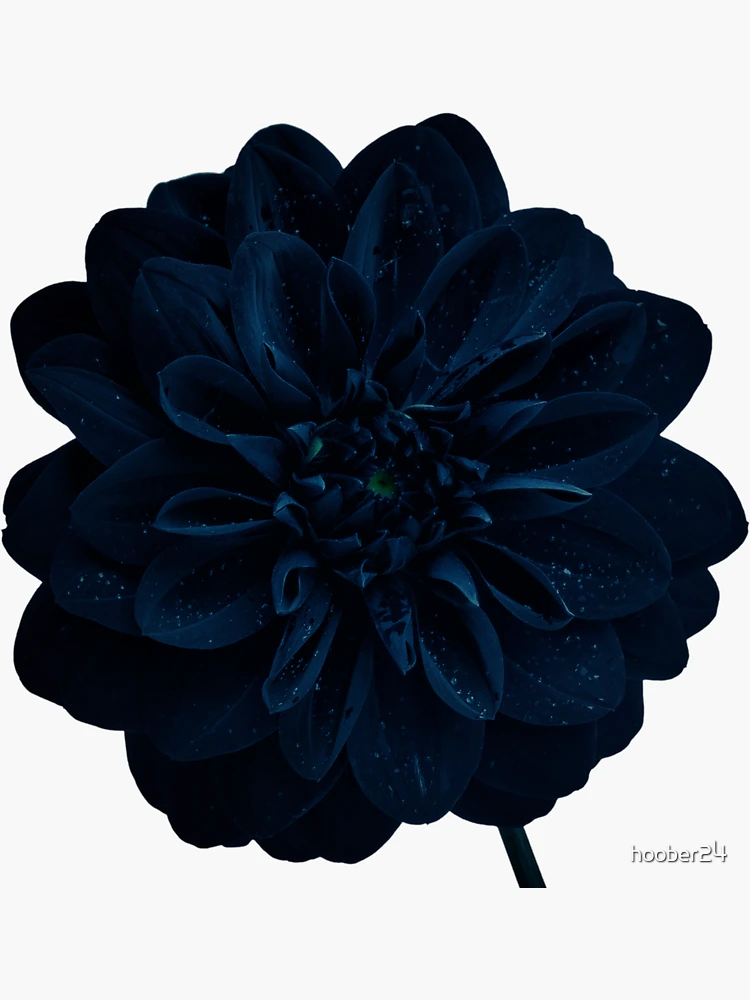 Жігіттер сиқырды сорып жатыр