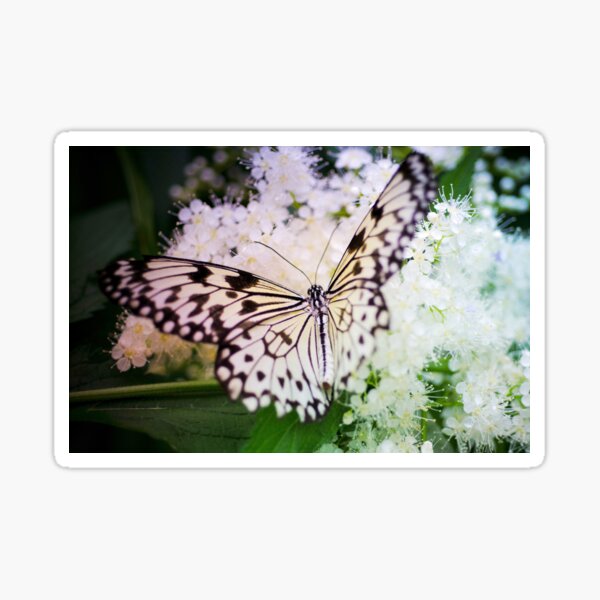 "White Butterfly" Sticker for Sale by Efineart Redbubble