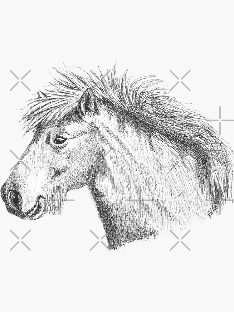 "Noa The White Pony" Sticker for Sale by KarenWoodArt Redbubble