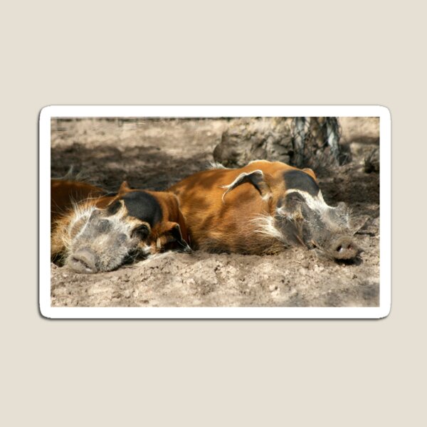 Love in the Mud.......... Magnet