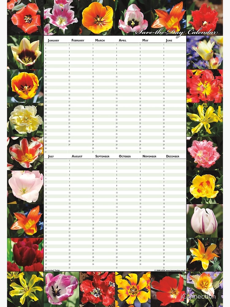 Thumbnail 3 of 3, Poster, Keukenhof Tulips - Perpetual Birthday Calendar Poster designed and sold by iConnection.