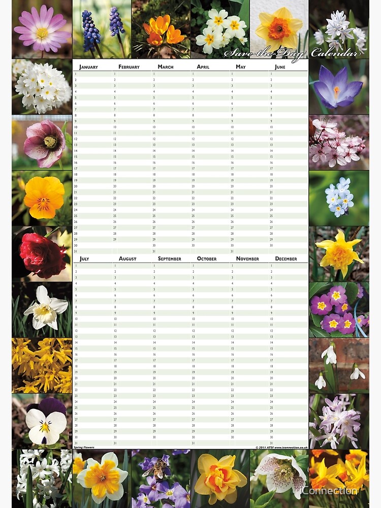Thumbnail 3 of 3, Poster, Spring Flowers - Perpetual Birthday Calendar Poster designed and sold by iConnection.