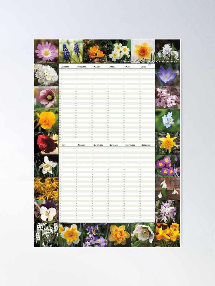 Thumbnail 2 of 3, Poster, Spring Flowers - Perpetual Birthday Calendar Poster designed and sold by iConnection.