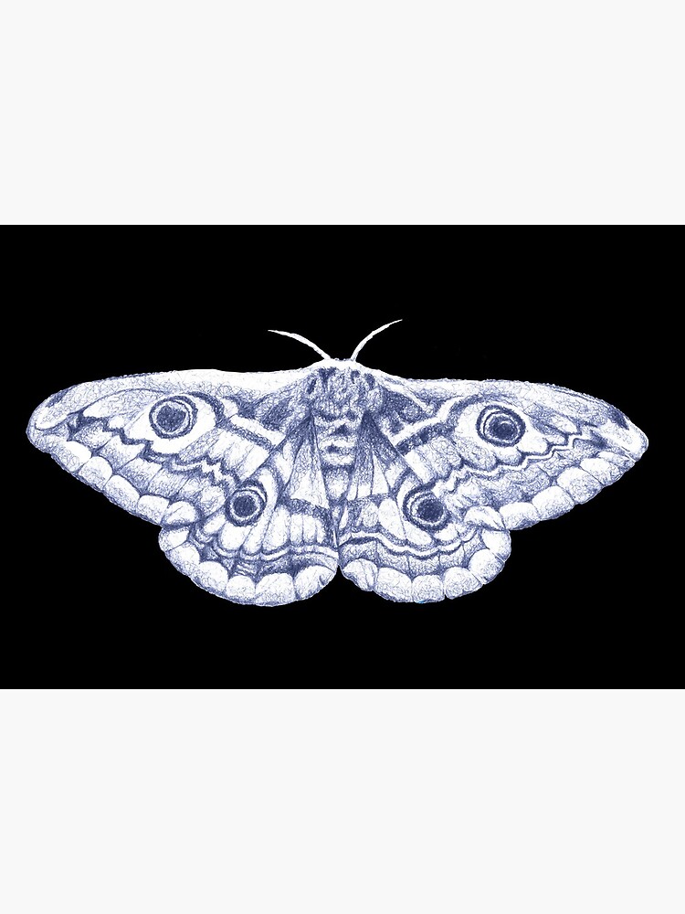 Illustration of Emperor Moth Saturnia pavonia | Moth art print, Moth art, Moth  tattoo