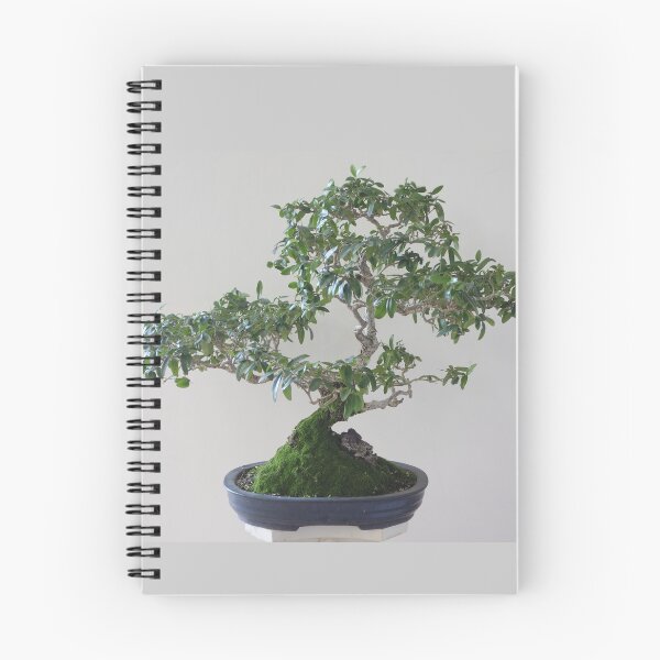 Item preview, Bonsai tree Wild olive 37 year old  designed and sold by NJH110.