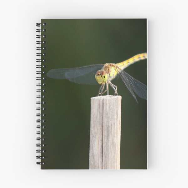 Item preview, Dragonfly - Anisoptera Photography designed and sold by MoonsmileProd.