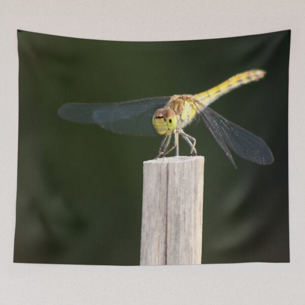 Item preview, Dragonfly - Anisoptera Photography designed and sold by MoonsmileProd.
