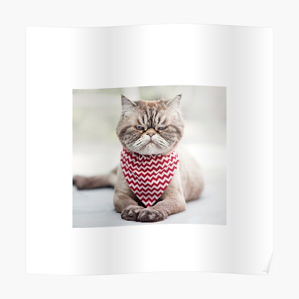 Posters Memes De Gatos Graciosos Redbubble