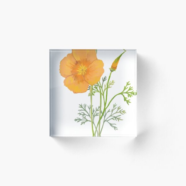 California Poppy Botanical Drawing Acrylic Block