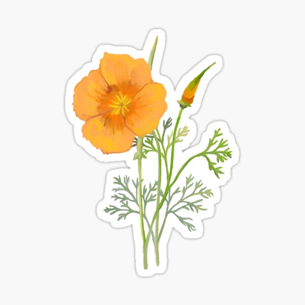 Item preview, California Poppy Botanical Drawing  designed and sold by Joyful Roots.