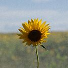 Sunflower by Tim Bates