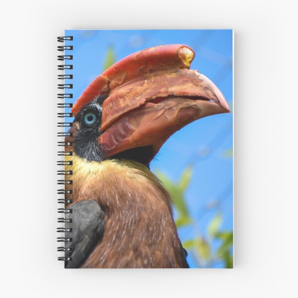 Item preview, Colourful rufous hornbill designed and sold by cdkphotos.