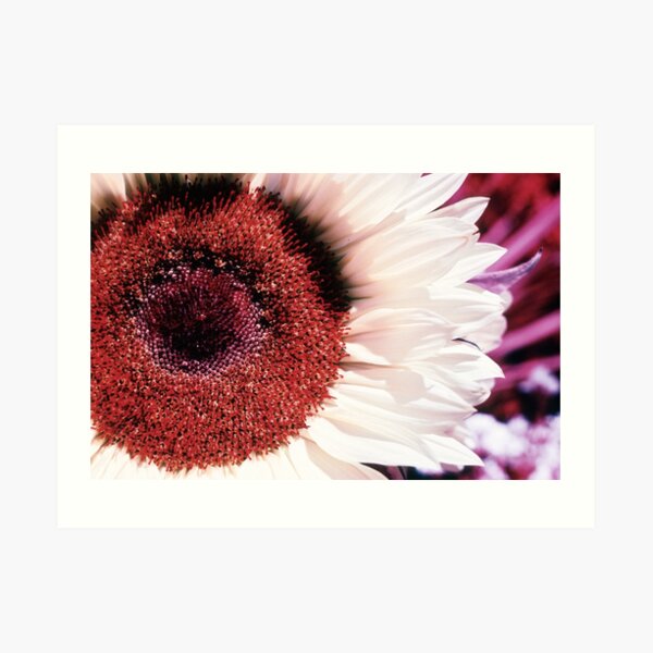 Infrared Sunflower Art Print