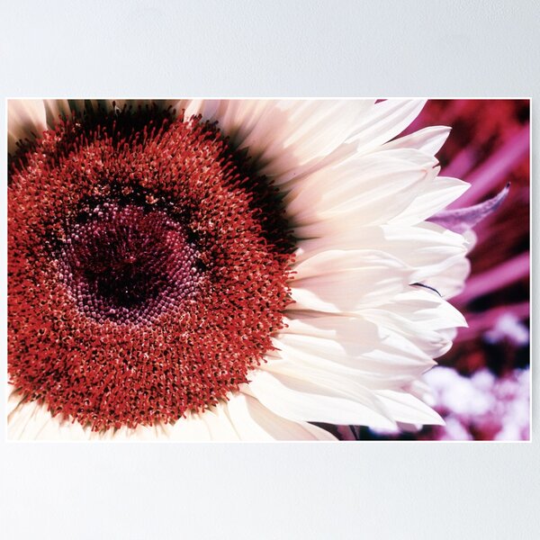 Infrared Sunflower Poster