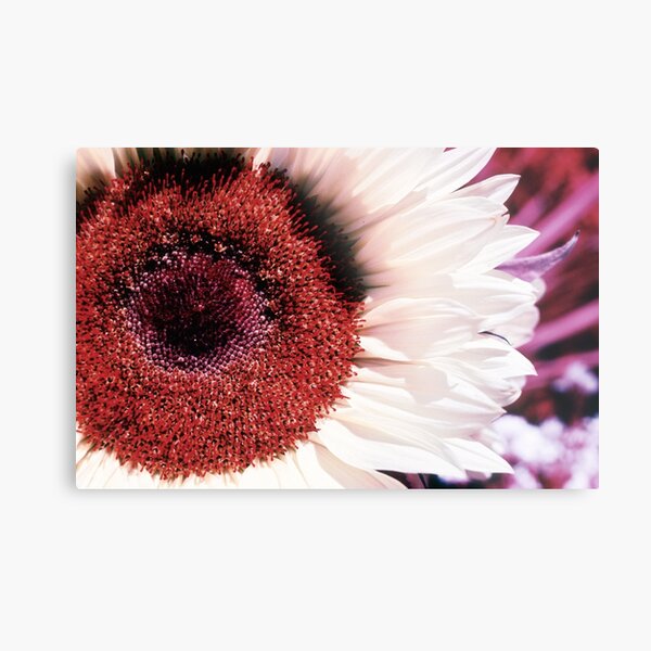Infrared Sunflower Metal Print