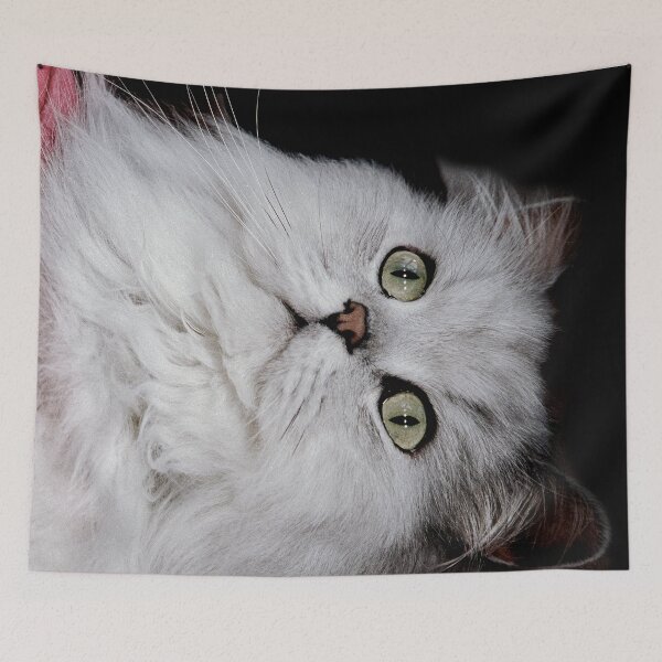 Item preview, r2755/ 6 "  Choupette " avec le Studio Portable Okaio et 3 (bal) flahs Okaio  - Les Chats du temps de l'Argentique - Cats from the time of the film "  (h) Olavia-Olao Okaio Créations designed and sold by o.okaïo.