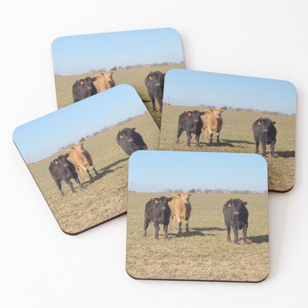 Item preview, Limousin Breed Beef Steers Grazing in a Pasture designed and sold by Jared Davies.