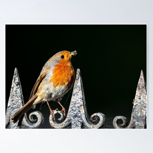 Aperçu de l'œuvre Robin sur les balustrades créée et vendue par GruffyddThomas.
