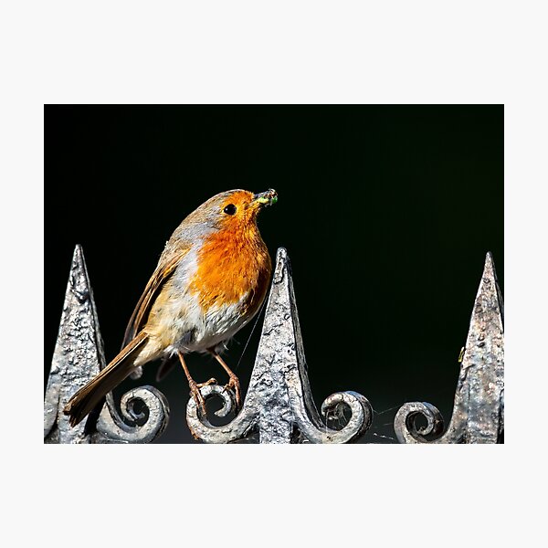 Item preview, Robin on Railings designed and sold by GruffyddThomas.
