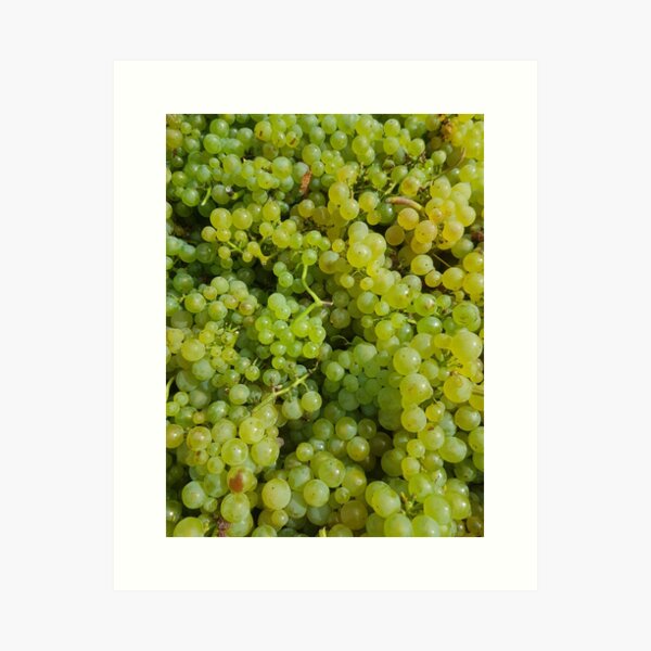 Item preview, Chardonnay by Adelaide Artist Avril Thomas at Magpie Springs designed and sold by MagpieSprings.