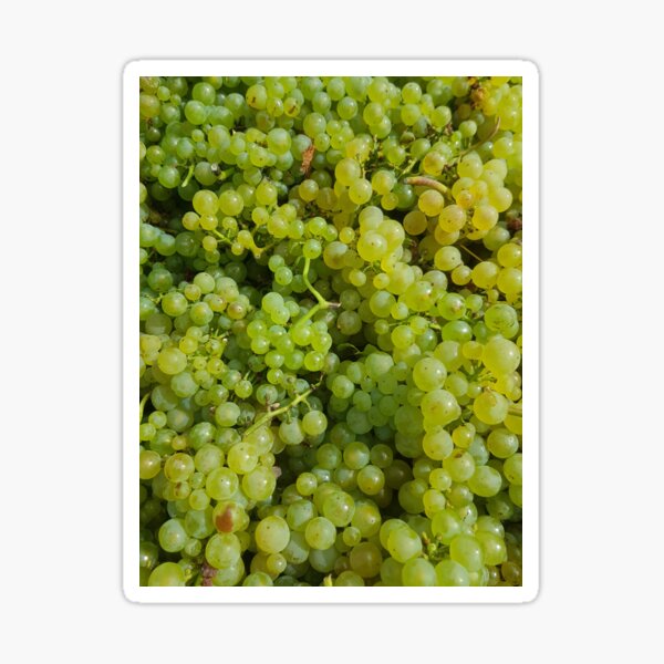 Item preview, Chardonnay by Adelaide Artist Avril Thomas at Magpie Springs designed and sold by MagpieSprings.