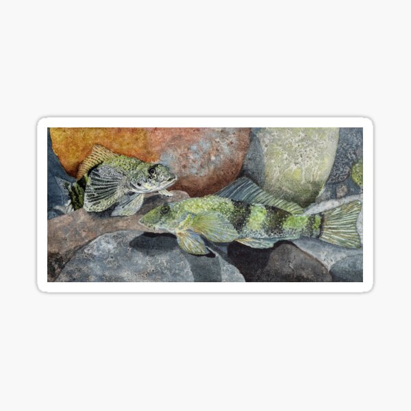 New Zealand Torrentfish Sticker