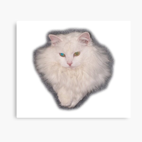White Angora Cat Head Metal Print