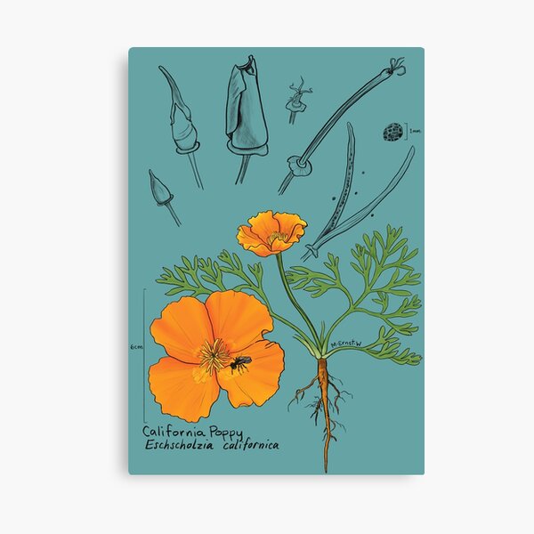 Item preview, California Poppy Botanical - teal designed and sold by mernstw.