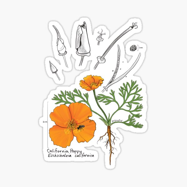 Item preview, California Poppy Botanical - teal designed and sold by mernstw.