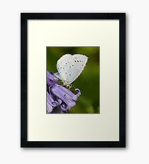 Holly Blue Framed Print